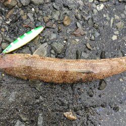 雨の中向うも不発